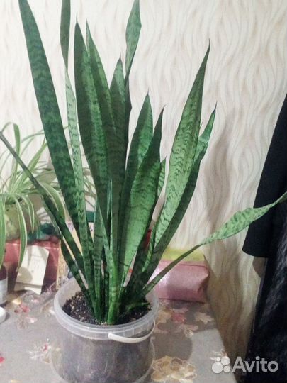 Сансевиерия или Тёщин язык