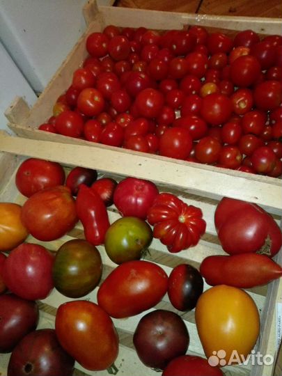 Помидоры домашние