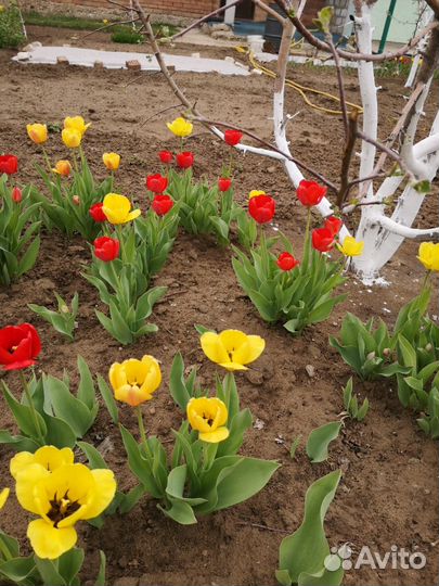 Тюльпаны луковицы