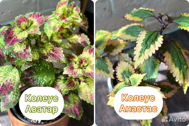 Колеус Аватар / Колеус Анастас укорененные