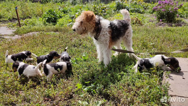 Фокстерьер