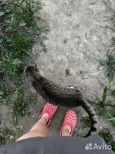 Кот