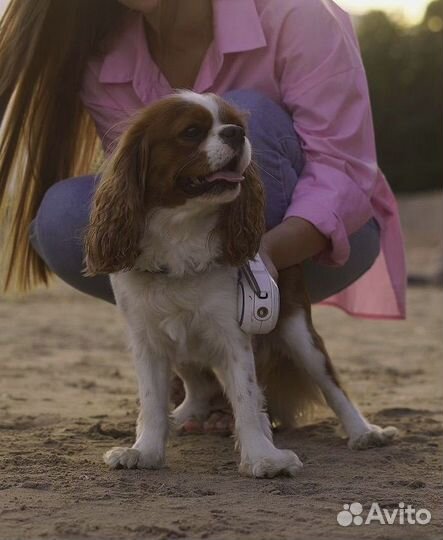 Вязка Кавалер Кинг чарльз спаниель