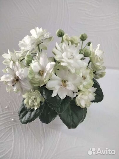 Продаю стартеры фиалок,некоторые цветут