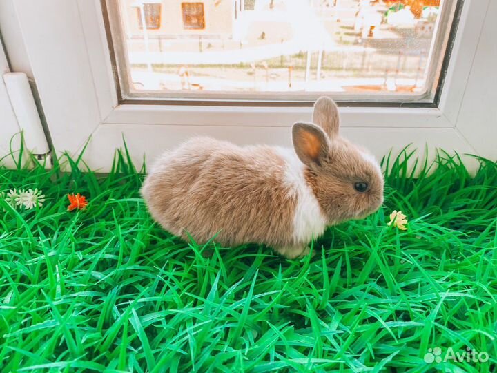 Мини карликовый кролик