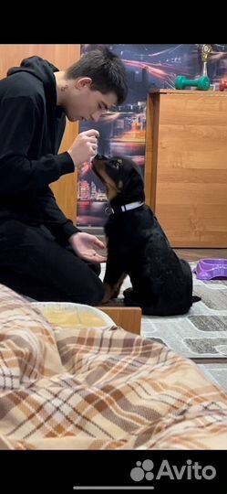 Кинолог, воспитание собак, дрессировка