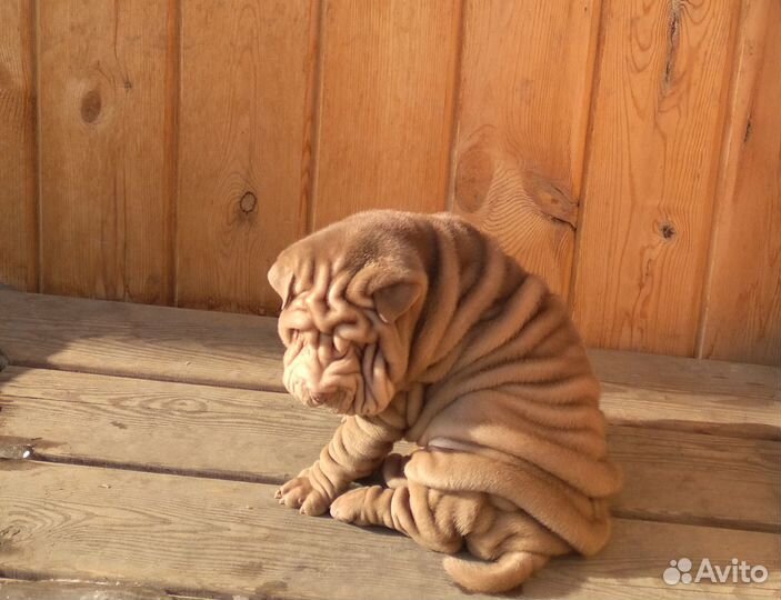 Шарпей девочка Шоколадка