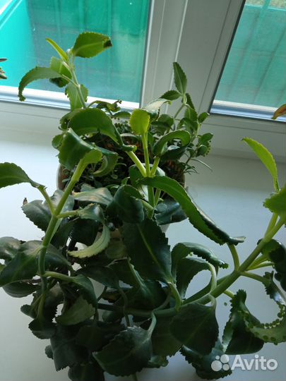 Каланхоэ лечебное