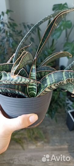 Сансевиерия фишери