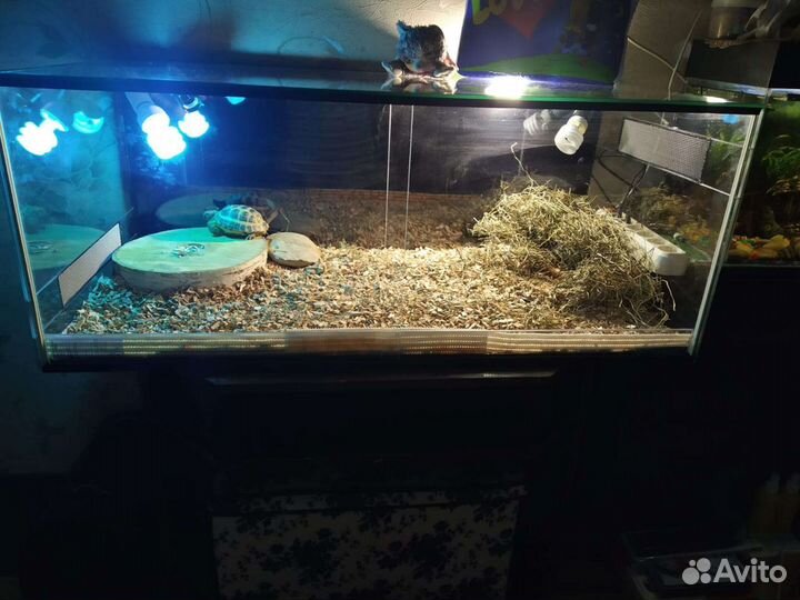 Террариум для рептилий 100х50