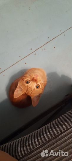 Кошка в дар