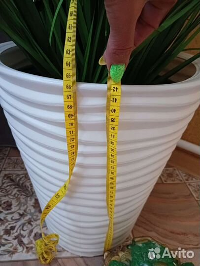 Декоративное растение для офиса и дома