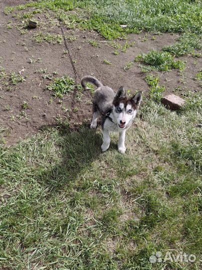 Щенок хаски