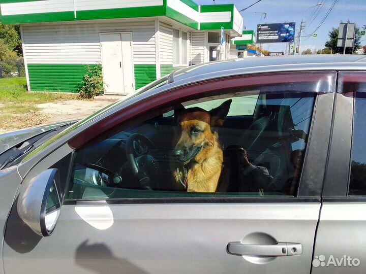 Зоотакси перевозка собак