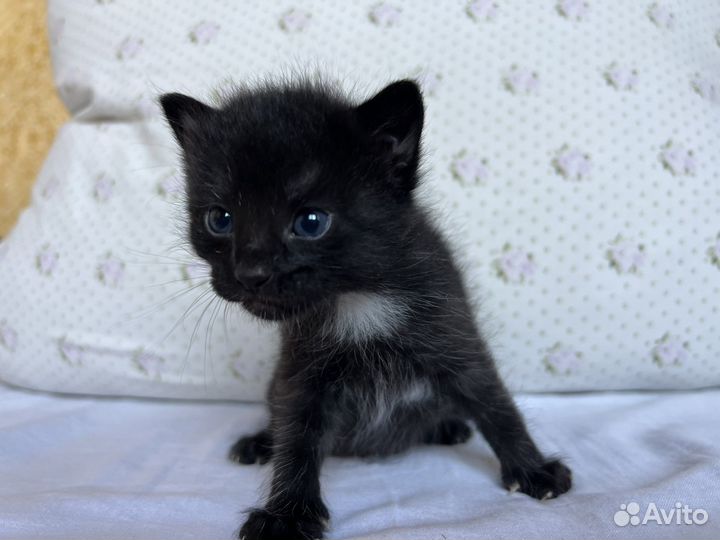 Котята отдам даром