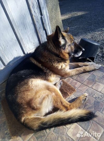 Немецкая овчарка кобель