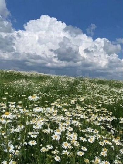 Участок 4,4 сот. (ИЖС)