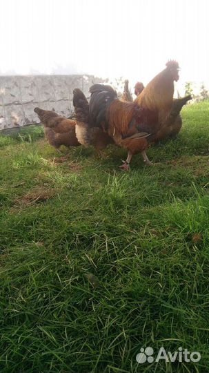 Яицо для инкубатора