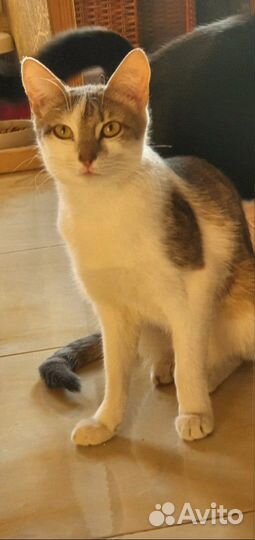 Отдам кошку в добрые руки
