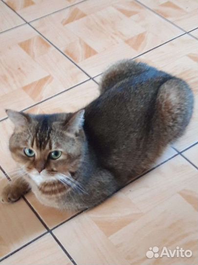 Шотландский кот золотая шиншилла вязка