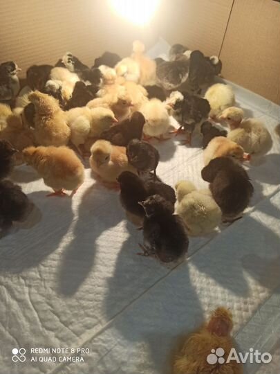 Инкубационное яйцо микс от домашних кур