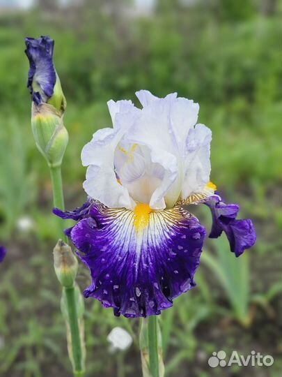 Ирисы сортовые