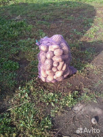 Продаю картофель