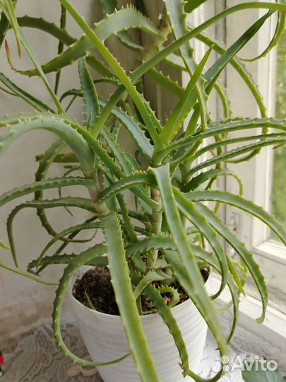 Алоэ лечебный