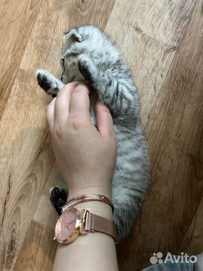 Отдам котенка в добрые руки