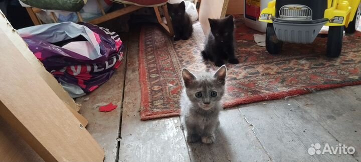Котята отдам в добрые руки бесплатно