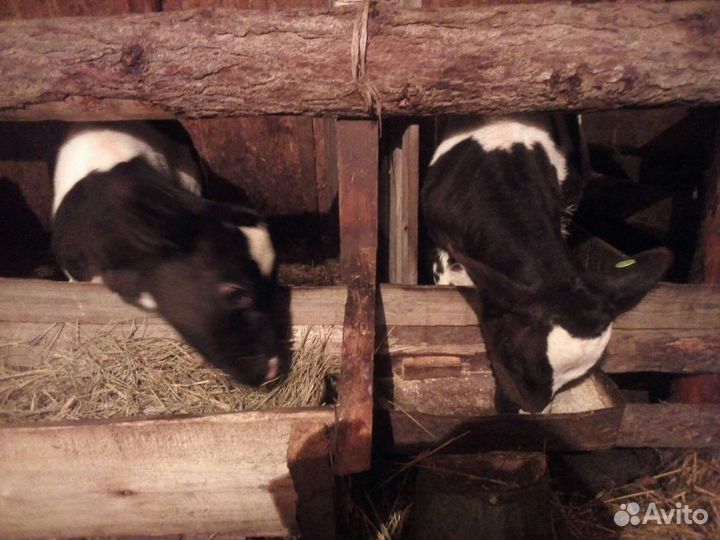 Телочка и бычок