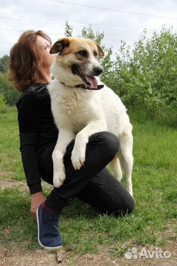 Собака в добрые руки отдам бесплатно