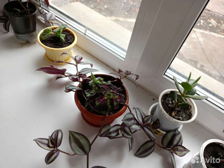 Традесканция зебрина