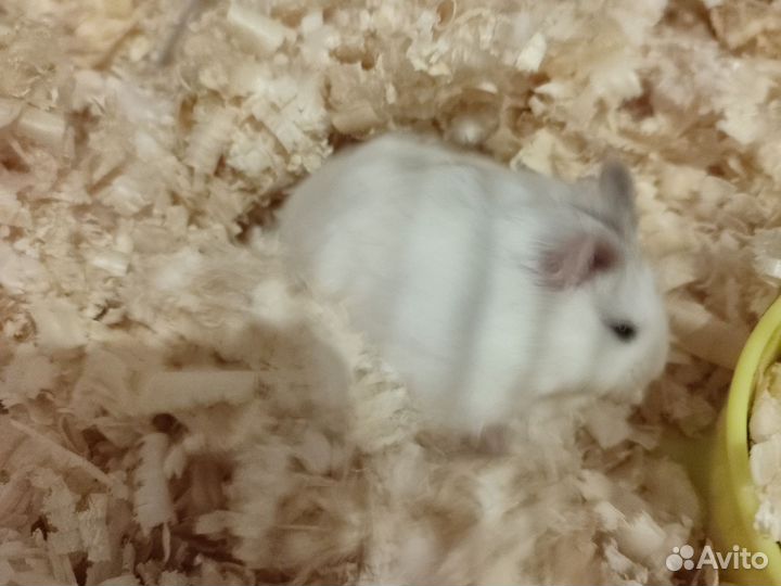 Клетка с хомяком