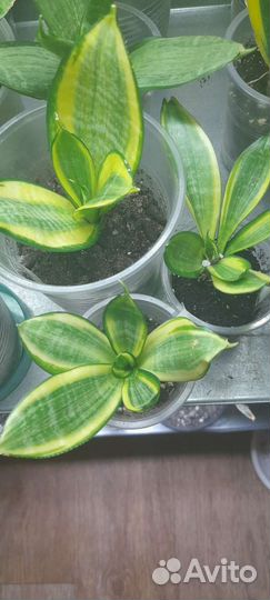 Сансевиерии ханни Венди и другие