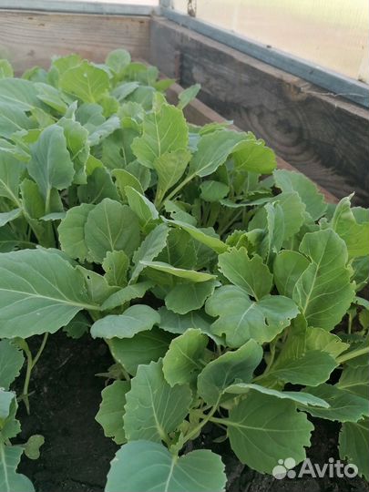 Продаётся рассада