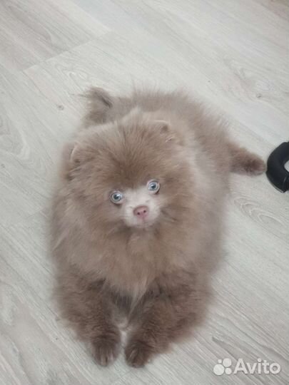 Померанский шпиц лиловый