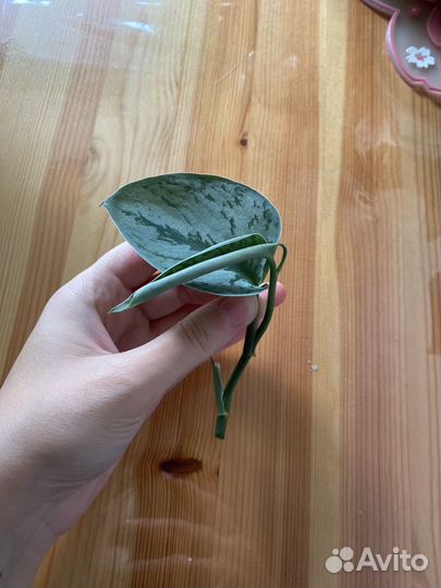 Сансиеверия ханни, сциндапсус пиктус треби