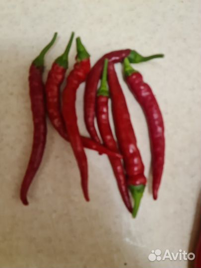 Продам перец острый
