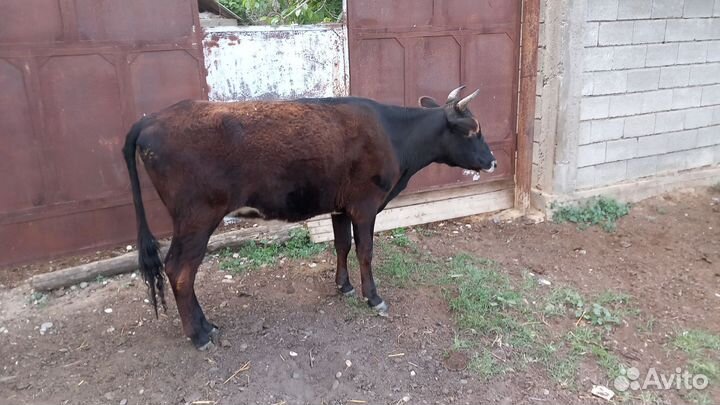 Тёлка 2 года