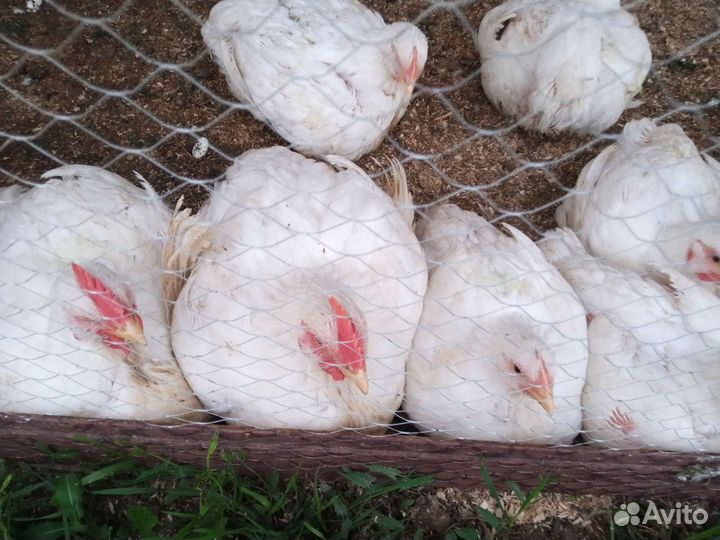 Мясо домашнего бройлера