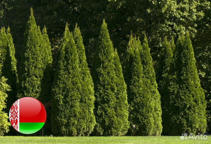 Туи сортовые:Смарагд,Брабант,Колумна 5 м