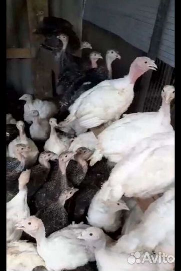 Индюки индюшата