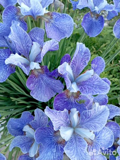 Ирис сибирский