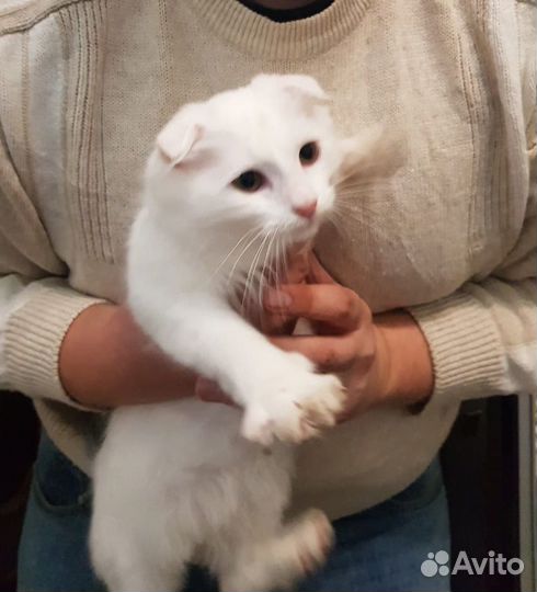 Отдам кота в добрые руки