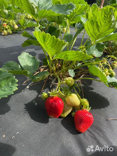 Рассада клубники Азия, Альба, Брилла, Сирия