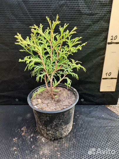 Саженцы хвойных