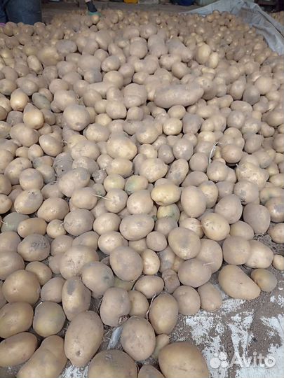 Продам картофель