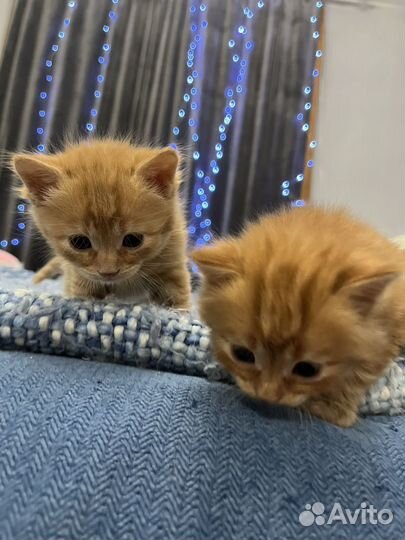 Котята