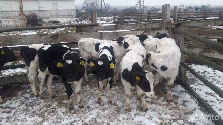 Бычки и телята